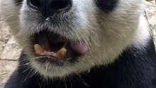 The daily life of pandas 🐼(65)   #Panda #Lovely
