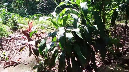 Sumber biru batu rubuh