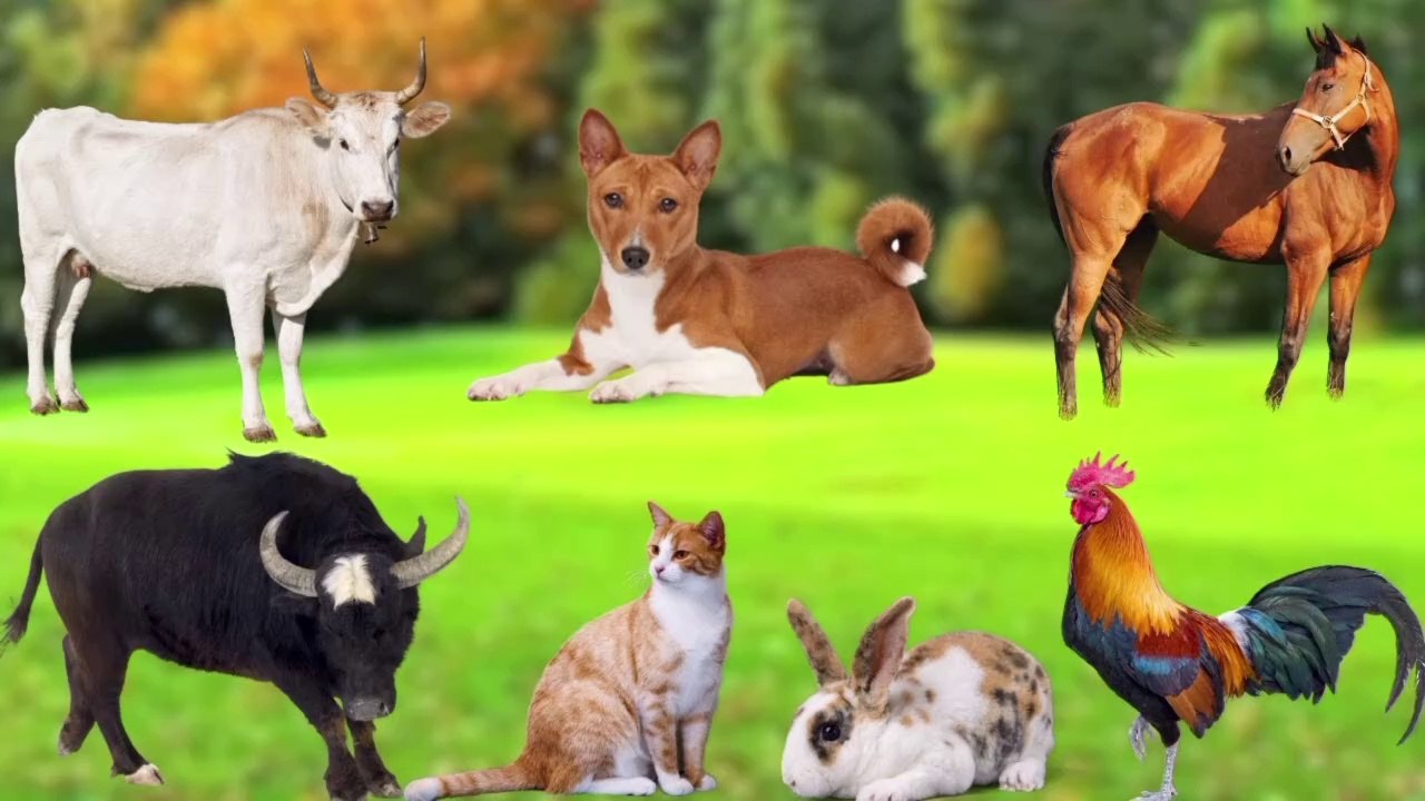 Farm Animal Food : Horse, Dog, Sheep, Rabbit, Cat, Buffalo, Chicken, Duck, Pig, Goat - Animal Sounds