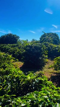 Agricultor vende na feira café cultivado em sua chácara e assim agrega valor ao produto