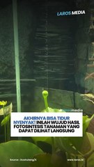 Begini Wujud Fotosintesis Tanaman Air Saat Mengeluarkan Oksigen, Akhirnya Bisa Tidur Nyenyak