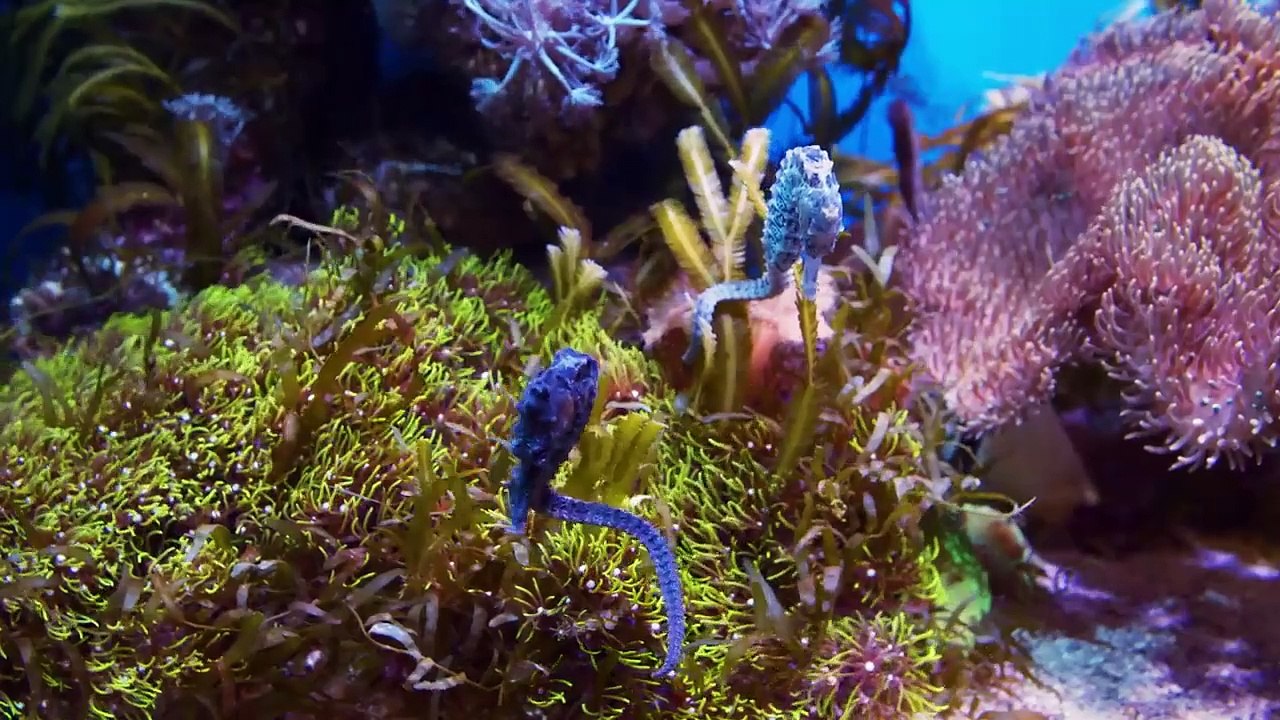 Animal sound synthesis_ cow_ dog_ cat_ chicken_ duck_ monkey_ elephant - Most interesting moments