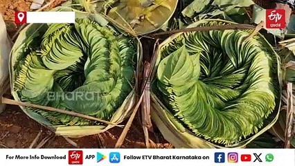 ಪಾಕಿಸ್ತಾನದ ಕರಾಚಿಗೆ ರಫ್ತಾಗ್ತಿಲ್ಲ ಹರಿಹರದ ವೀಳ್ಯದೆಲೆ : ದರ ಕುಸಿತ -ರೈತರು ಹೇಳುವುದೇನು?