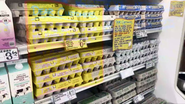 Alquiler de gallinas se populariza en EE. UU. por alza del precio de los huevos