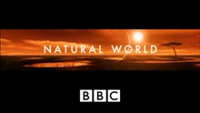 BBC Natural World - Swamp Cats