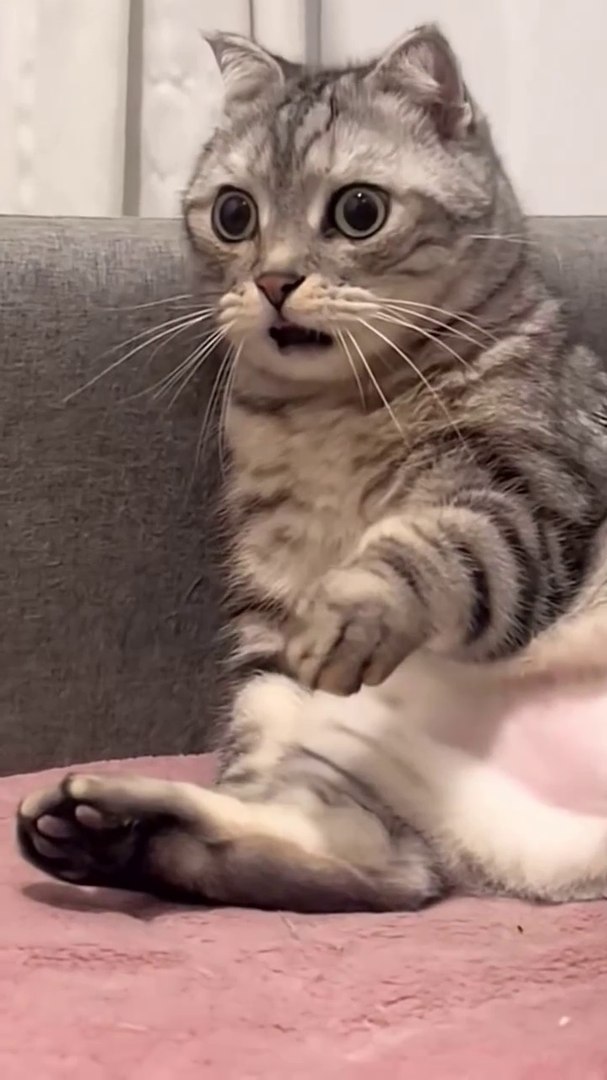 ⁣Ai animated Cat funny video #pets #funny #wildlife