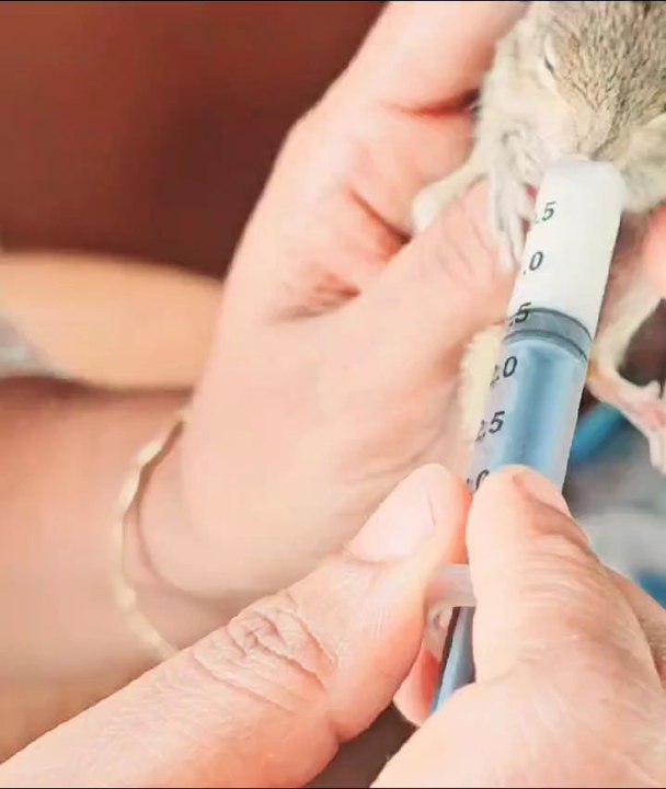 feeding baby squirrel