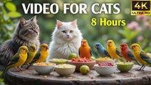 Video For Cats To Watch Bird - Colorful Birds Eating Food In The Garden Fun For Cats To Watch