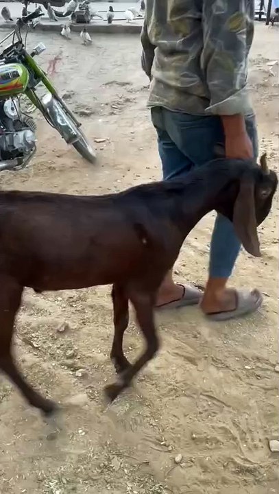 0321-8439151 Brown/Desi/Goat/Qurbani/Lahore #beautifullgoats #cute #goat #goatbreed #animals