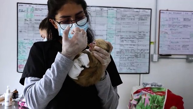 Colombia arrests traffickers carrying primates in their underwear