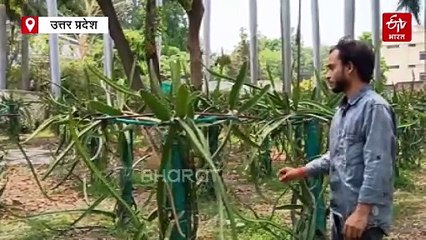 CSA के प्रोफेसर का कमाल; पांच पंचगव्यों से तैयार किया खास उत्प्रेरक, इस्तेमाल से बढ़ी फलों की पैदावार