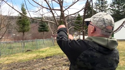 Edmundston lance une lutte préventive contre les chenilles