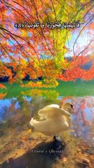 Beautiful Quran Recitation | Soothing Tilawat with