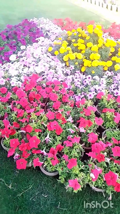 Baharon k phool
