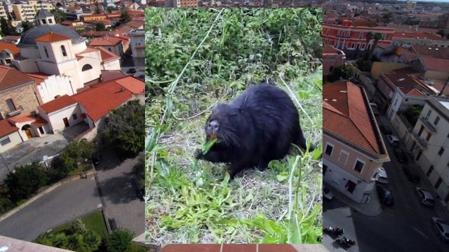 Una nutria fa compagnia ai runners nella pista ciclabile tra Oristano e Torregrande, la video segnalazione di un nostro lettore