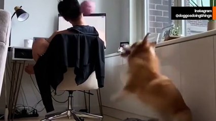 웃긴 영상: 관심을 끌기 위해 장난감을 주인에게 던지는 강아지