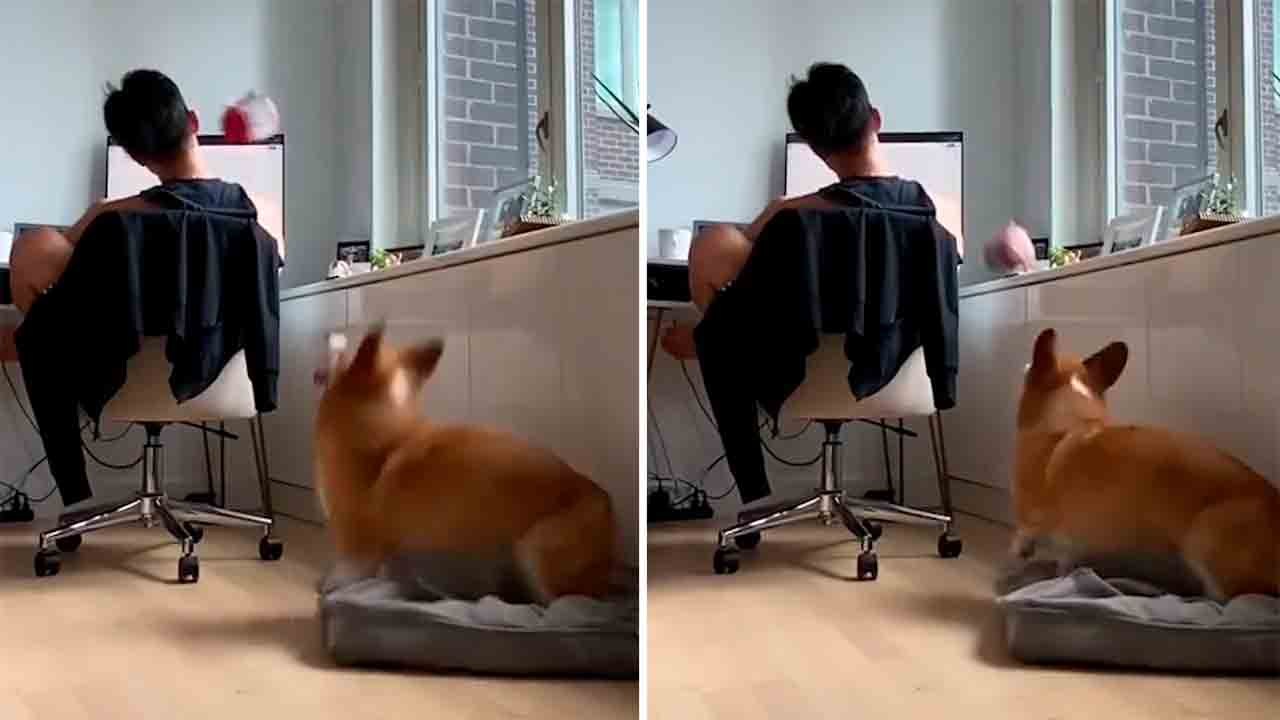 Lustiges Video: Auf der Suche nach Aufmerksamkeit wirft ein kleiner Hund sein Spielzeug in Richtung seines Herrchens