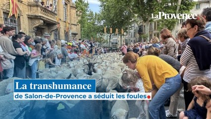 Point d’orgue de la semaine provençale, la transhumance de Salon-de-Provence a séduit les foules