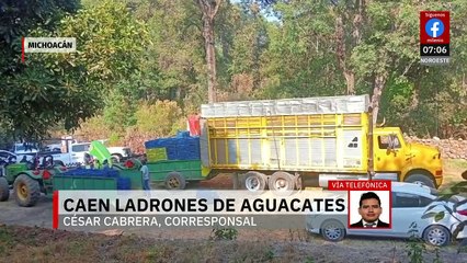 Autoridades detienen a grupo delictivo dedicado al saqueo de aguacates