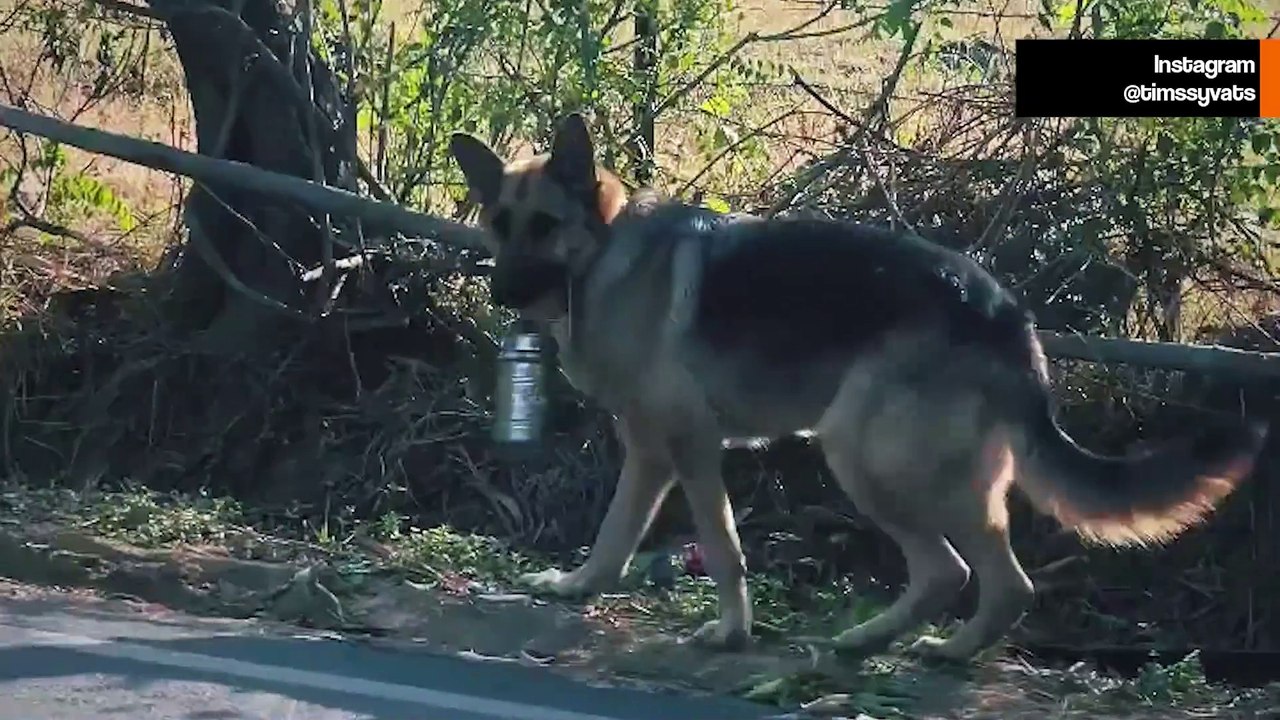 Kosettava video: koira kulkee pitkän matkan päivittäin viedäkseen omistajalleen lounaan