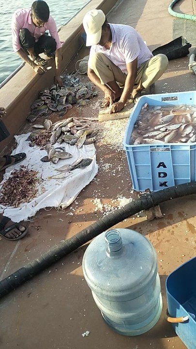 fresh fish 🐠🐠 in sea in united Arab Emirates (Sharjah)