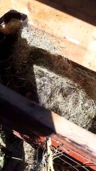 Rabbits. Stepanida gave birth. Кролики. Степанида родила.