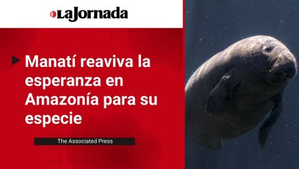 Manatí reaviva la esperanza en Amazonía para esta especie en peligro