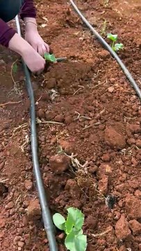 Hıyar fidesi dikimi (Planting cucumber seedlings)