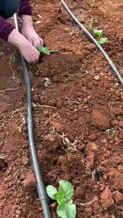 Hıyar fidesi dikimi (Planting cucumber seedlings)