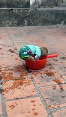 I Am Strong! Watch This Brave Baby Monkey in Action! 🐒💪