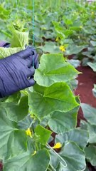 Hıyar ipe sarma (wrapping cucumber plants with rope)