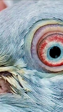 Subscribe Our YouTube Channel For Complete Videos youtube.com/@PakistanPigeonAssociation