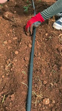 Domates fidesi dikimi (Planting tomato seedlings)