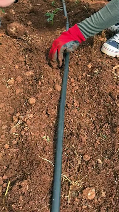 Domates fidesi dikimi (Planting tomato seedlings)