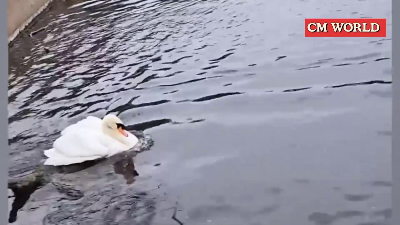 When Life Gives You Laughs – Ultimate Funny Moments Compilation 2025