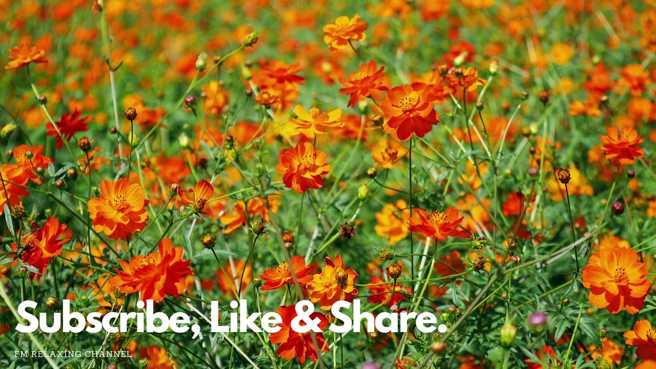 Gentle Music, Calms The Nervous System And Pleases Soul - Healing Music For Heart & Blood Vessels