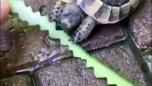 Nature is Amazing ☘️ on X- 'How big is this bird's stomach because this is insane ngl. https---t.co-EQmtjiX4yO' - X