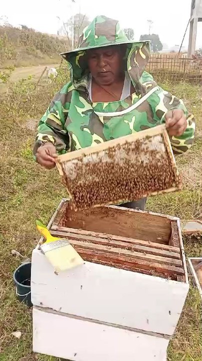 Bee#Bee#Bee#Assam#Livetv