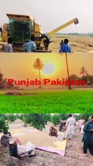 "I Escaped the City... Now I Live in a Peaceful Village Paradise"