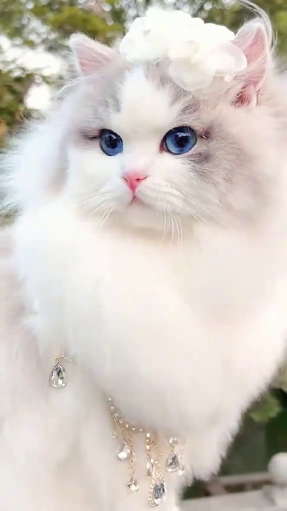 Cat video for entertainment