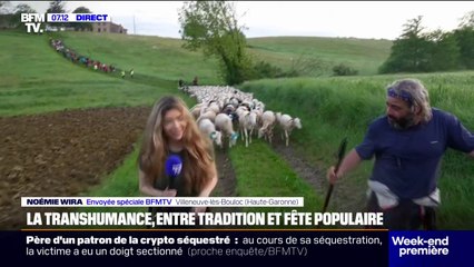Transhumance: direction l'écopâturage pour des centaines de brebis en Haute-Garonne
