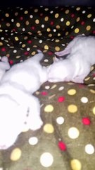 Cute cat newly born baby 🥰🥰