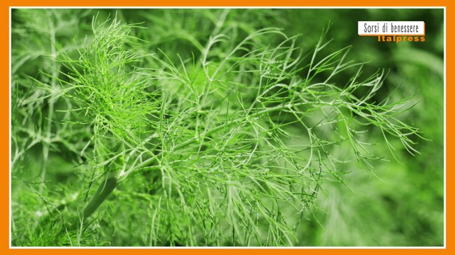 Sorsi di Benessere - Un pesto gustoso e leggero