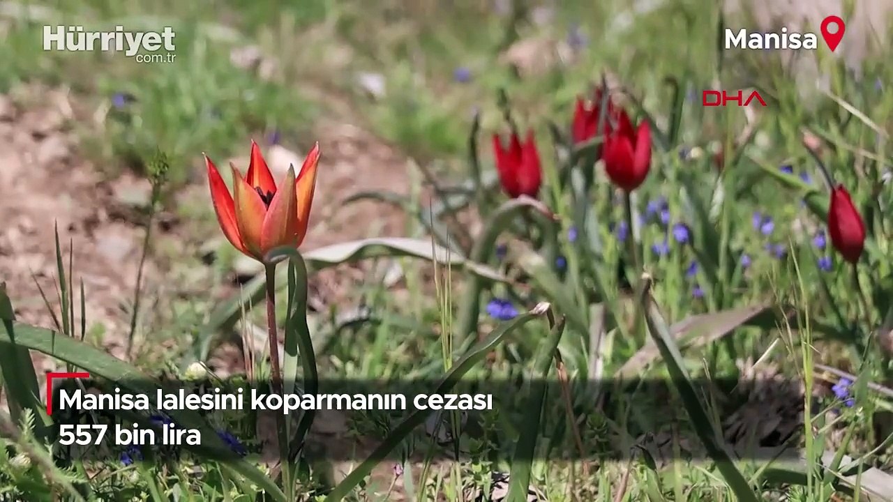 Manisa laleleri açtı, koparmanın cezası 557 bin TL!