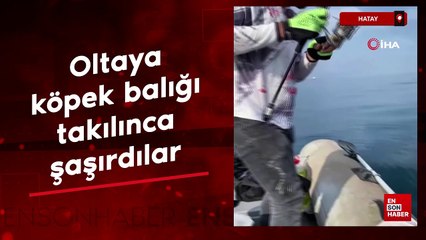 Hatay'da oltaya köpek balığı takıldı