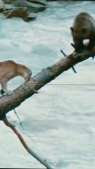 yavru ayıya saldiriyor nehirde