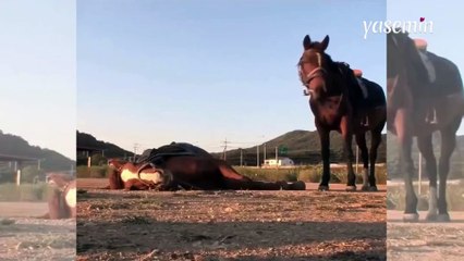 Yere yatıp ölü taklidi yaptı! Üzerine binilmesini istemeyen atın muhteşem oyunculuğu