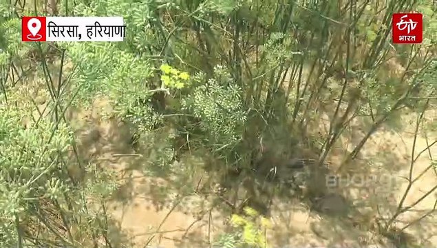 सिरसा में सौंफ की खेती कर दोगुना मुनाफा कमा रहे अमन गोदारा, जानें कितने दिनों में तैयार हो जाती है फसल