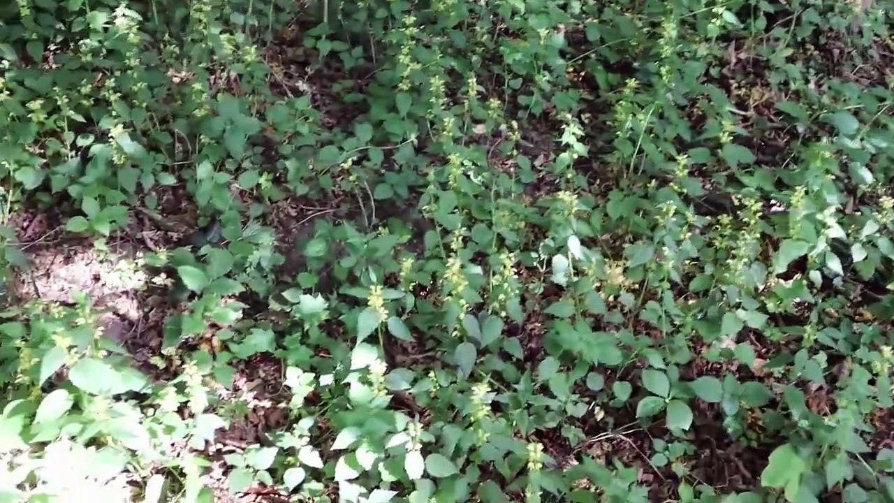 Impressions of Golling