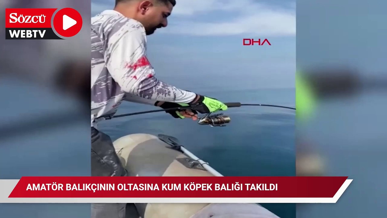 Amatör balıkçının oltasına kum köpek balığı takıldı